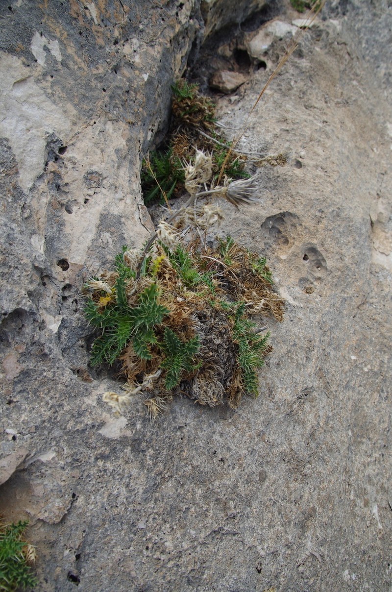 Cliff Thistle