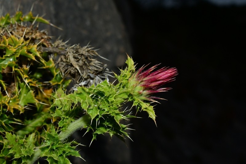 Cliff Thistle photo 2