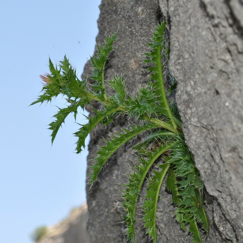 Cliff Thistle photo 3