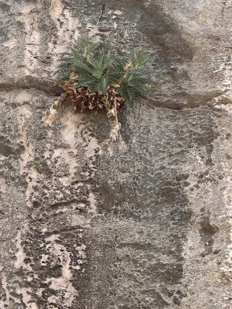 Cliff Thistle photo 4