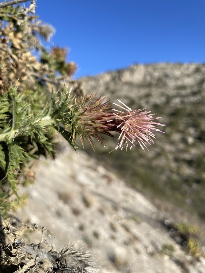 Cliff Thistle photo 5
