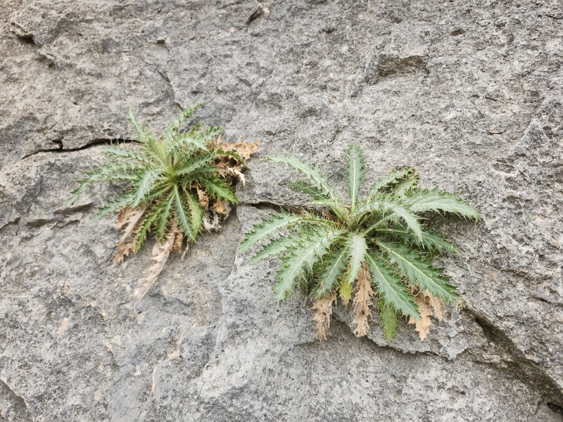 Cliff Thistle photo 6