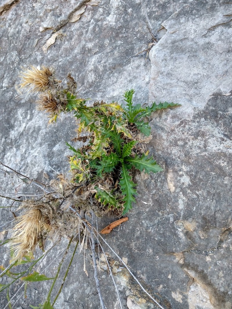 Cliff Thistle photo 7