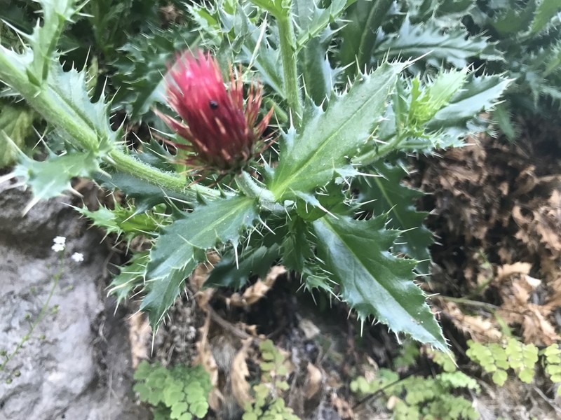 Cliff Thistle photo 8