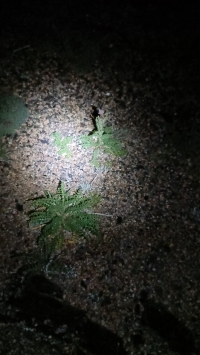 Murdock's Thistle