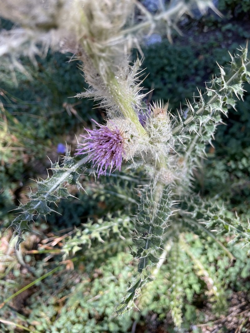 Murdock's Thistle photo 2