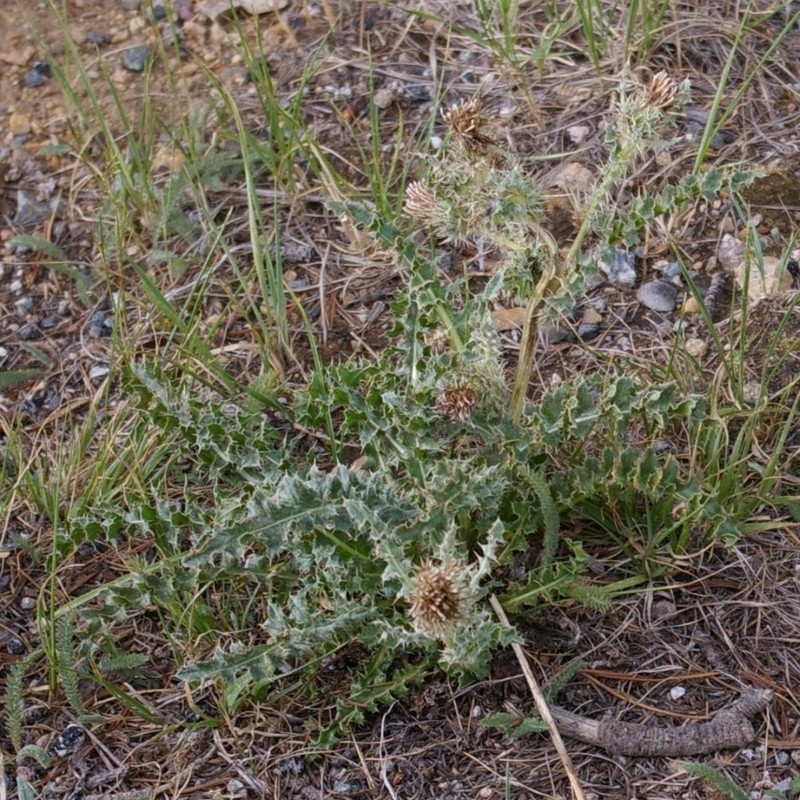 Murdock's Thistle photo 3