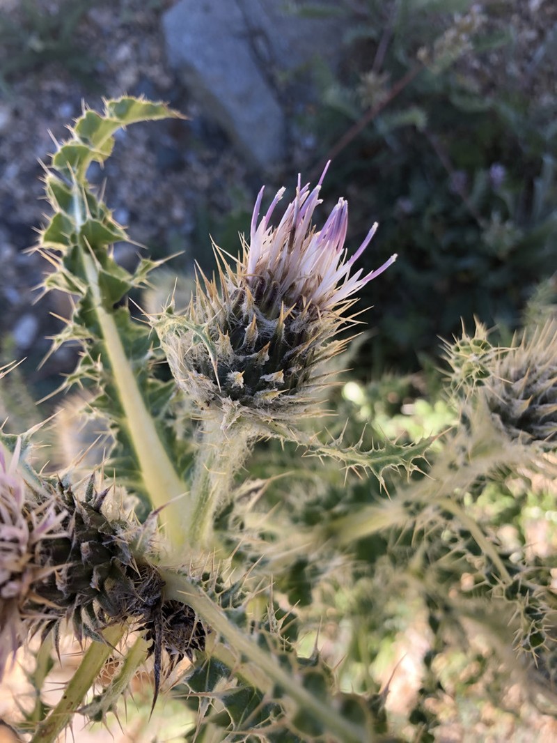 Murdock's Thistle photo 4