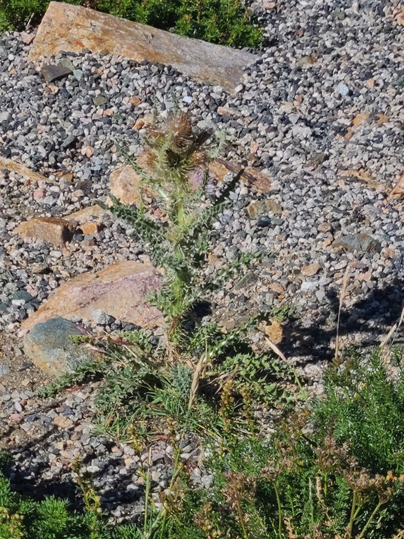 Murdock's Thistle photo 5
