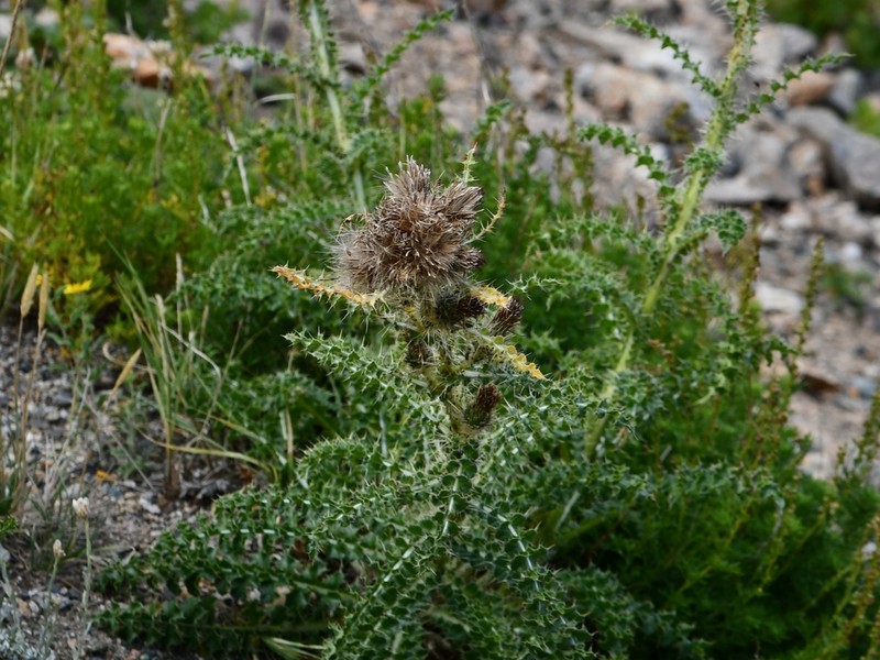 Murdock's Thistle photo 6