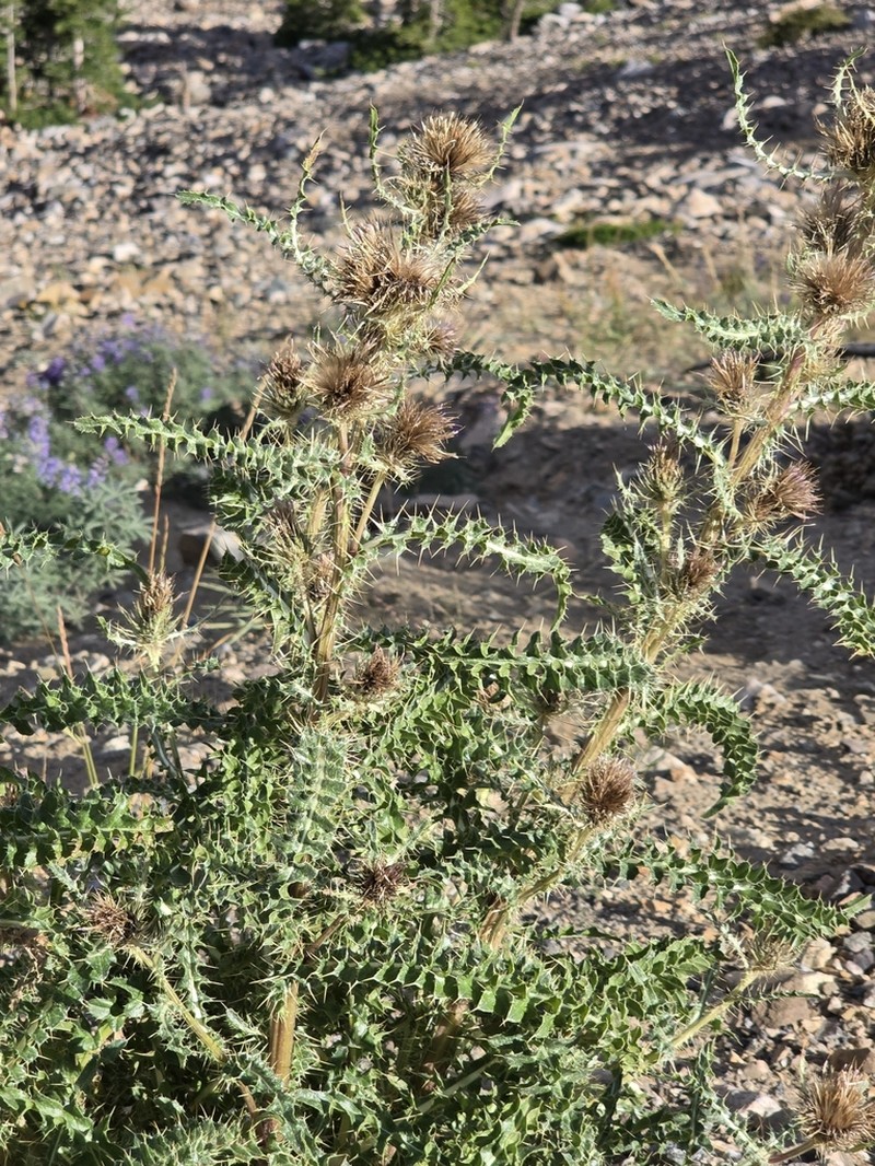 Murdock's Thistle photo 7