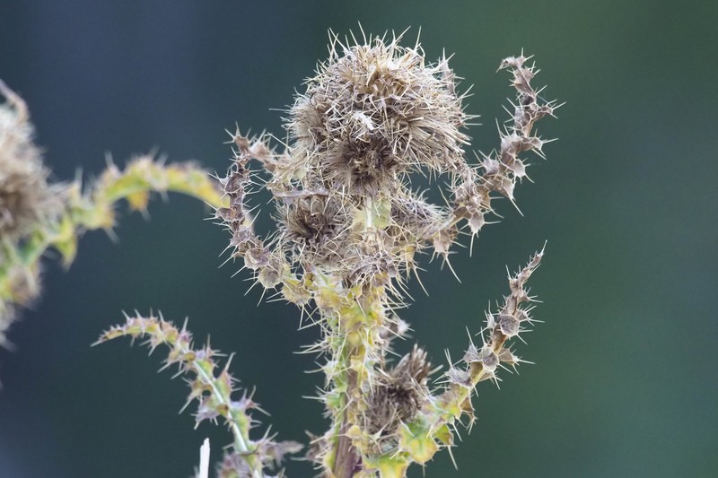 Murdock's Thistle photo 8