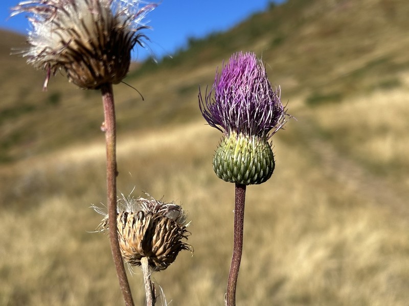 Cirsium tymphaeum