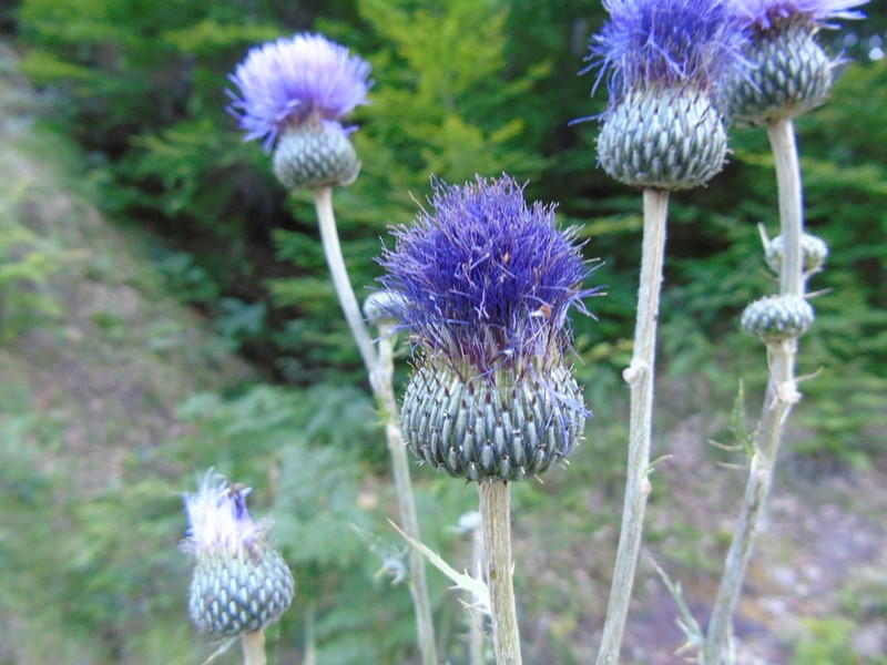Cirsium tymphaeum photo 2