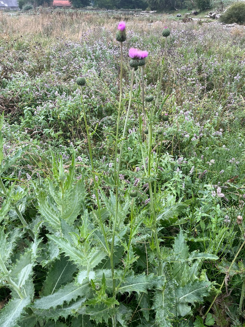 Cirsium tymphaeum photo 3