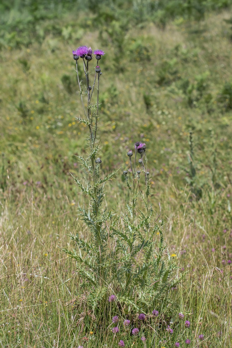 Cirsium tymphaeum photo 4