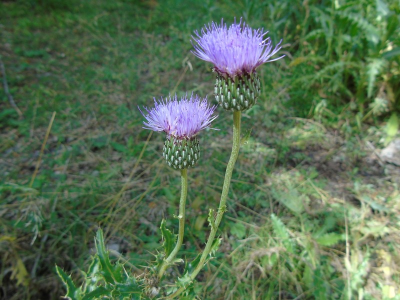 Cirsium tymphaeum photo 5