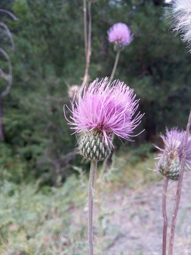 Cirsium tymphaeum photo 6