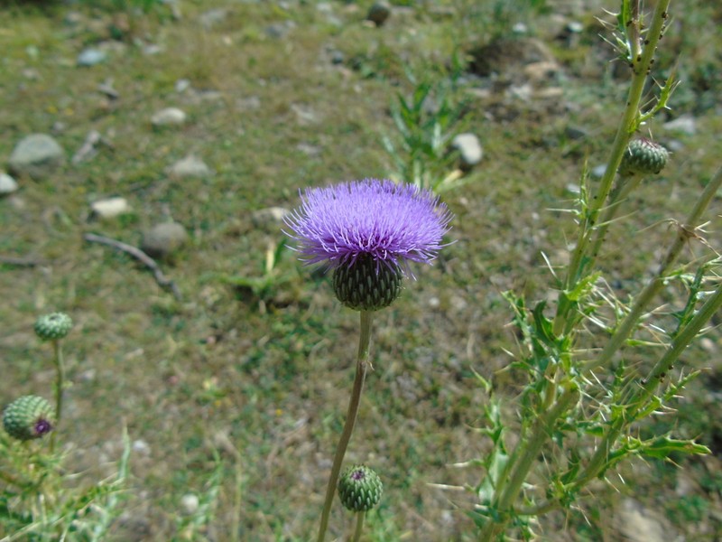 Cirsium tymphaeum photo 7