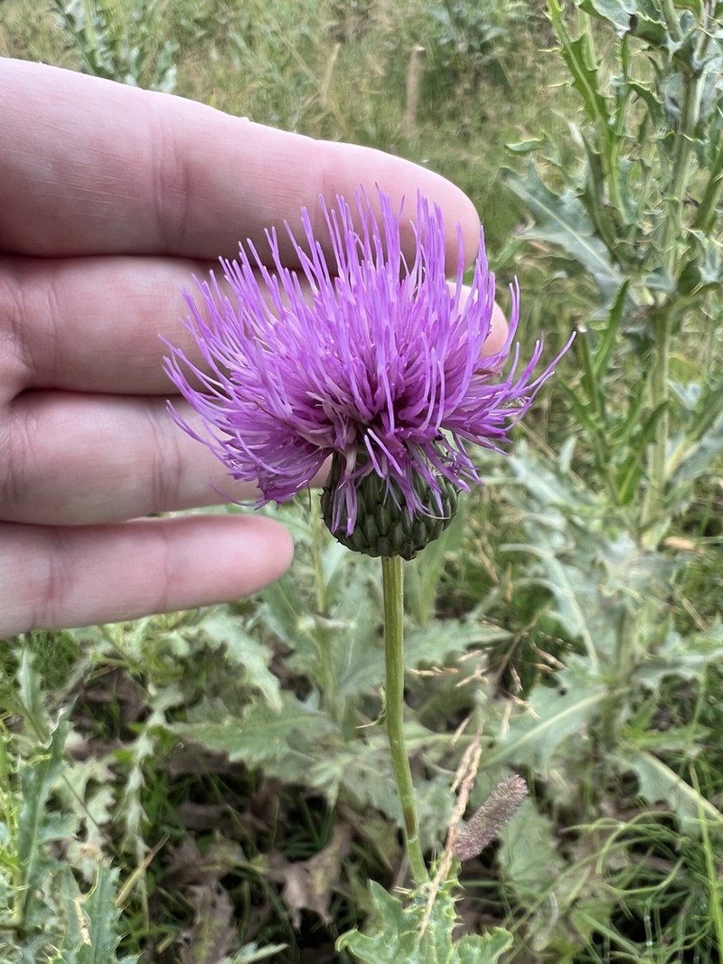 Cirsium tymphaeum photo 8