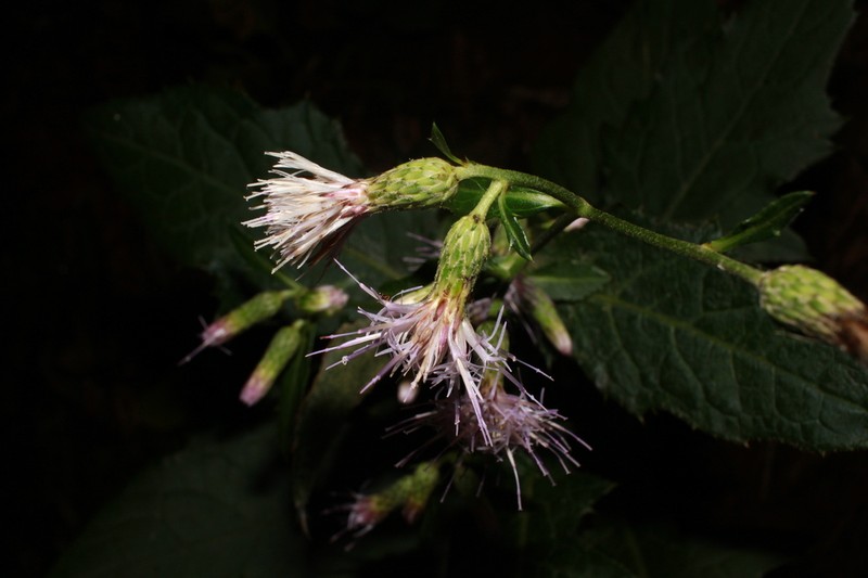 Cirsium uetsuense