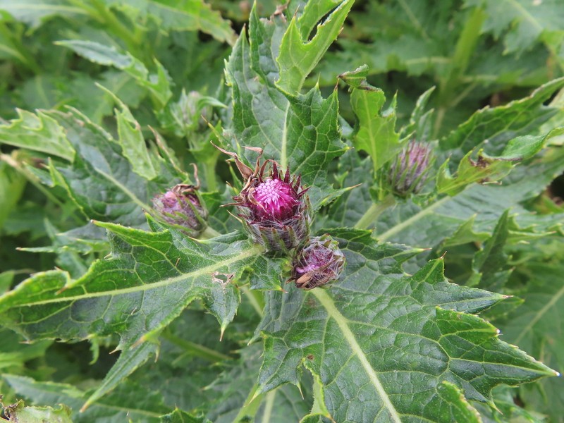 Cirsium ugoense