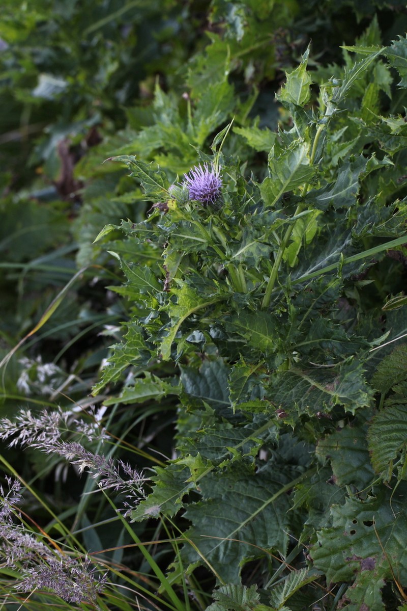 Cirsium ugoense photo 4