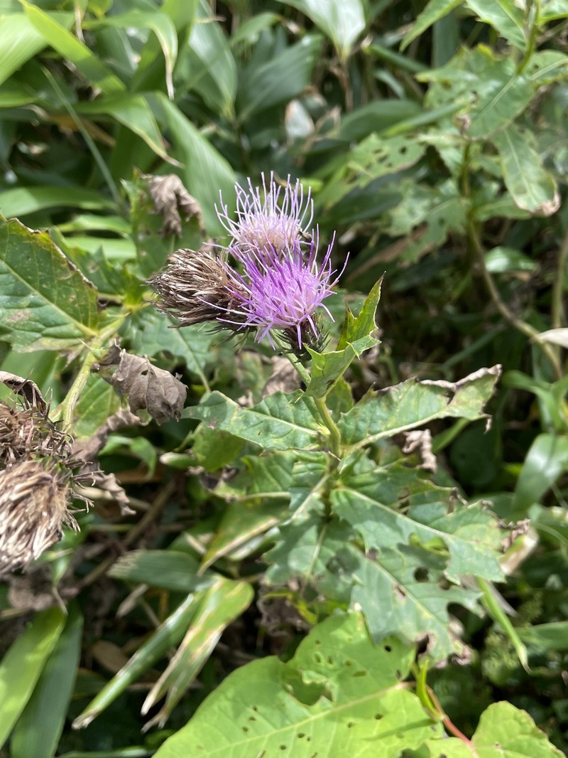 Cirsium ugoense photo 6