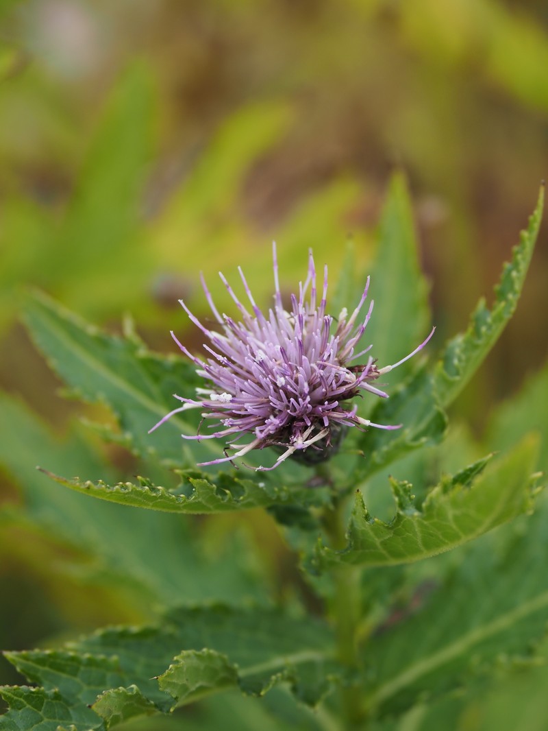 Cirsium ugoense photo 7