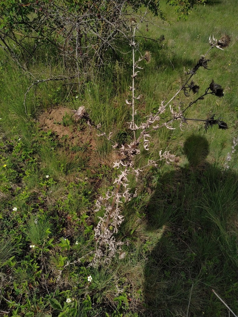 Cirsium ukranicum