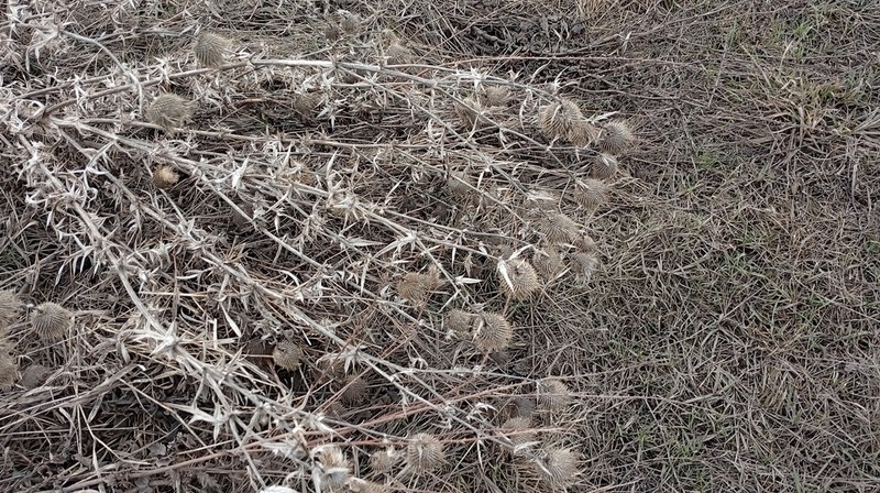Cirsium ukranicum photo 2