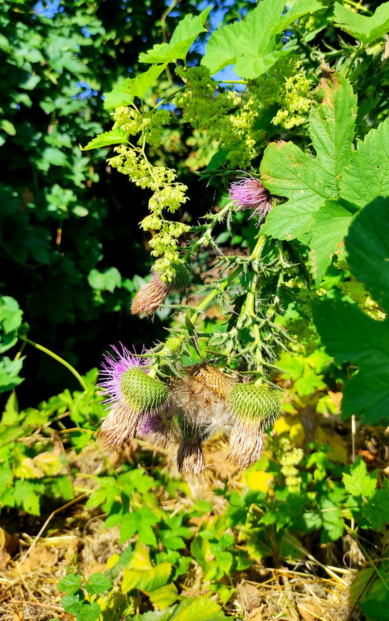 Cirsium ukranicum photo 3