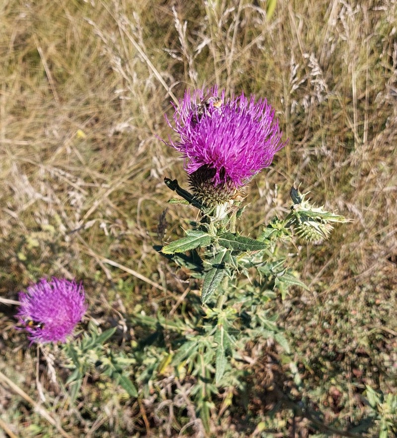 Cirsium ukranicum photo 4