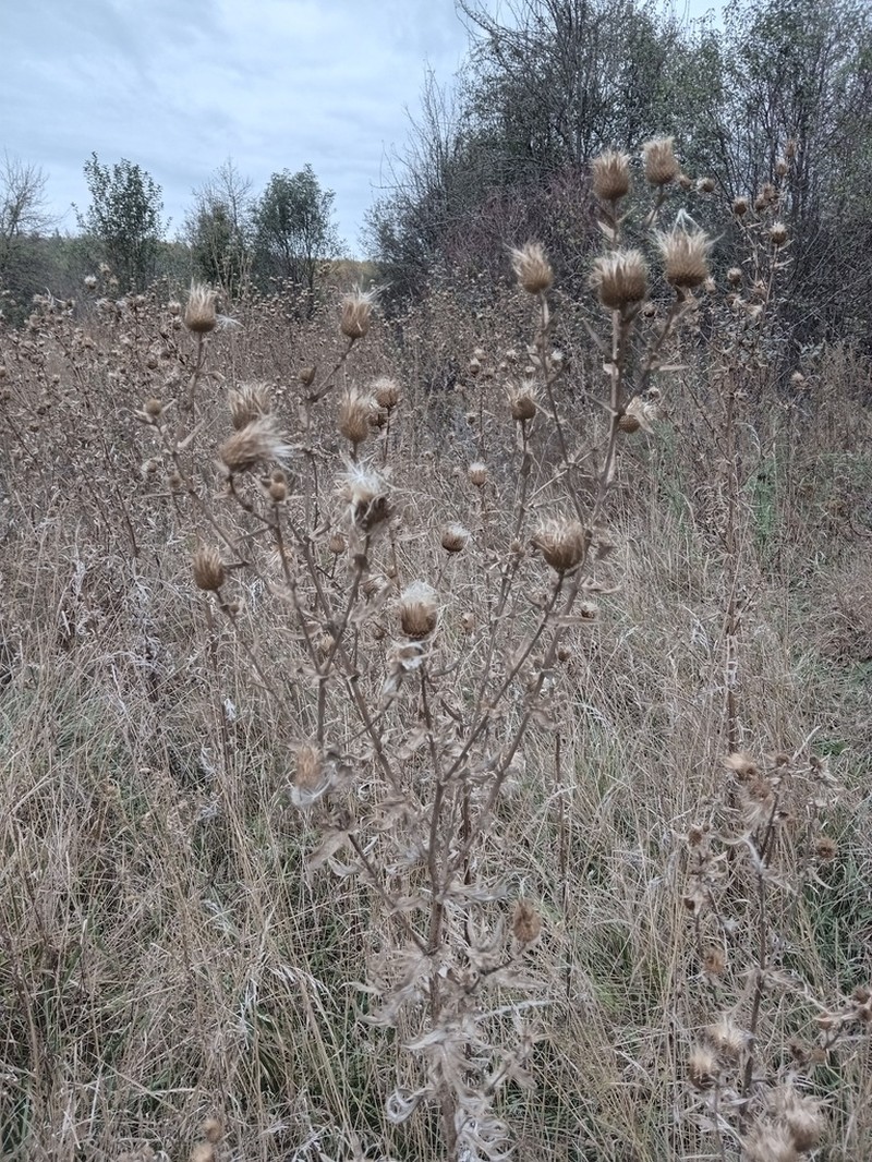 Cirsium ukranicum photo 5