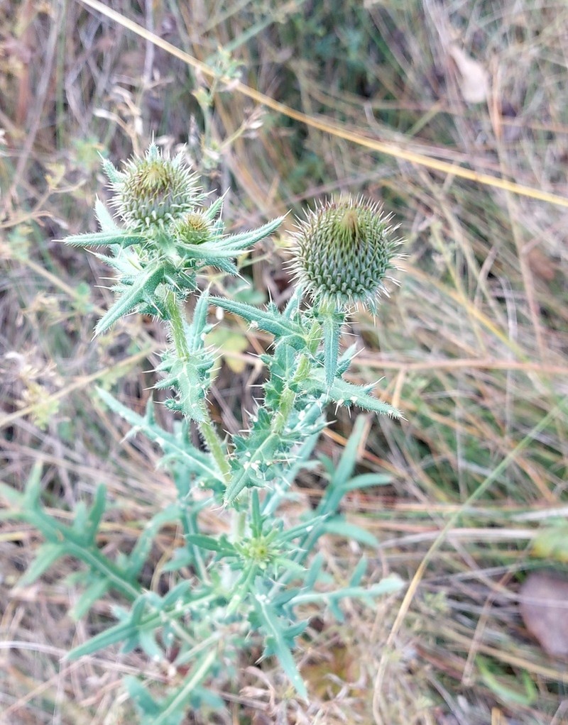 Cirsium ukranicum photo 6