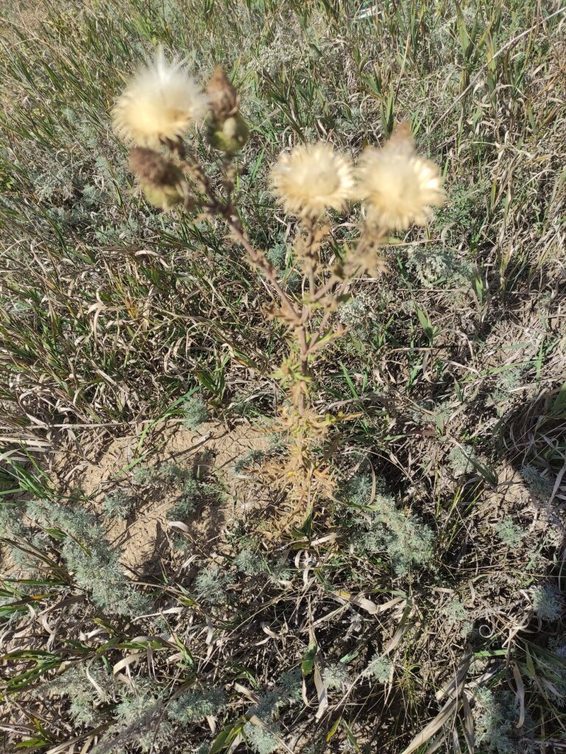 Cirsium ukranicum photo 7