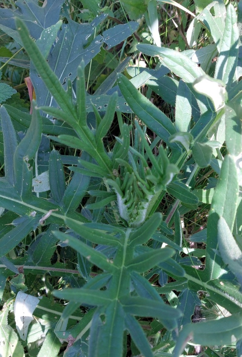 Cirsium ukranicum photo 8
