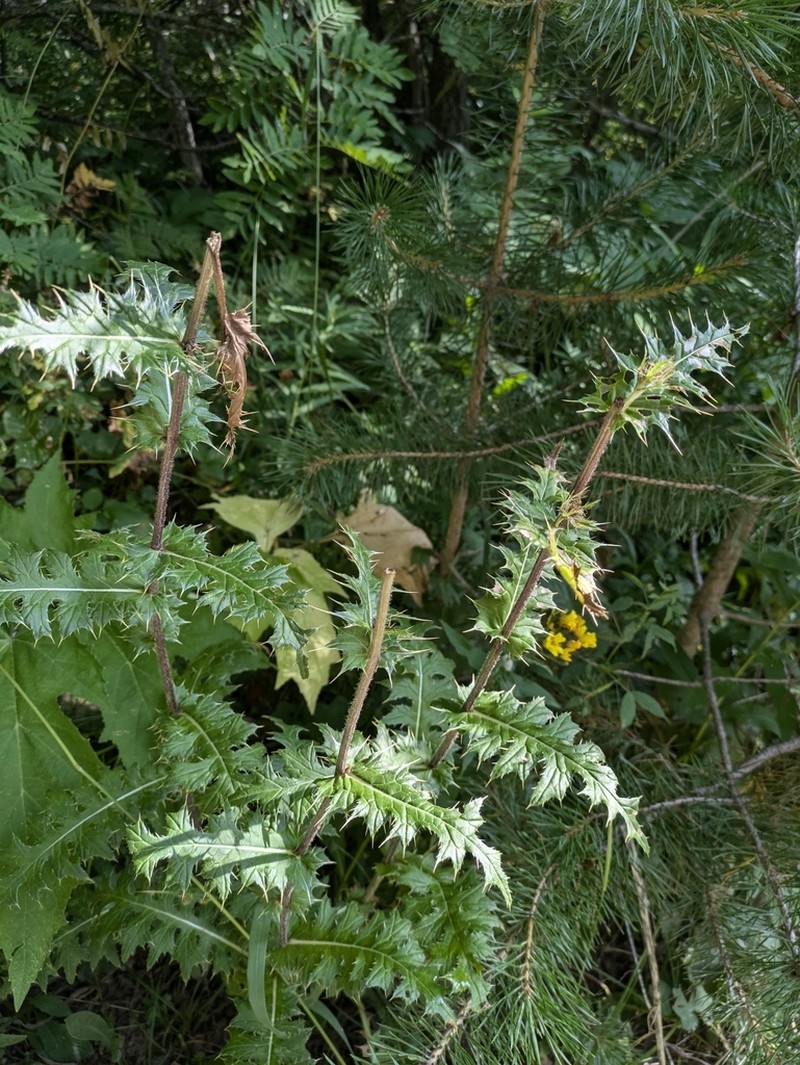 Cirsium uliginosum