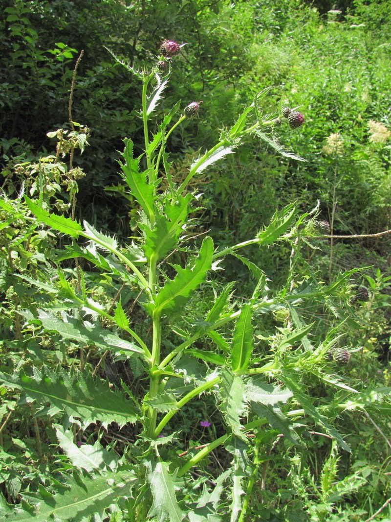 Cirsium uliginosum photo 2