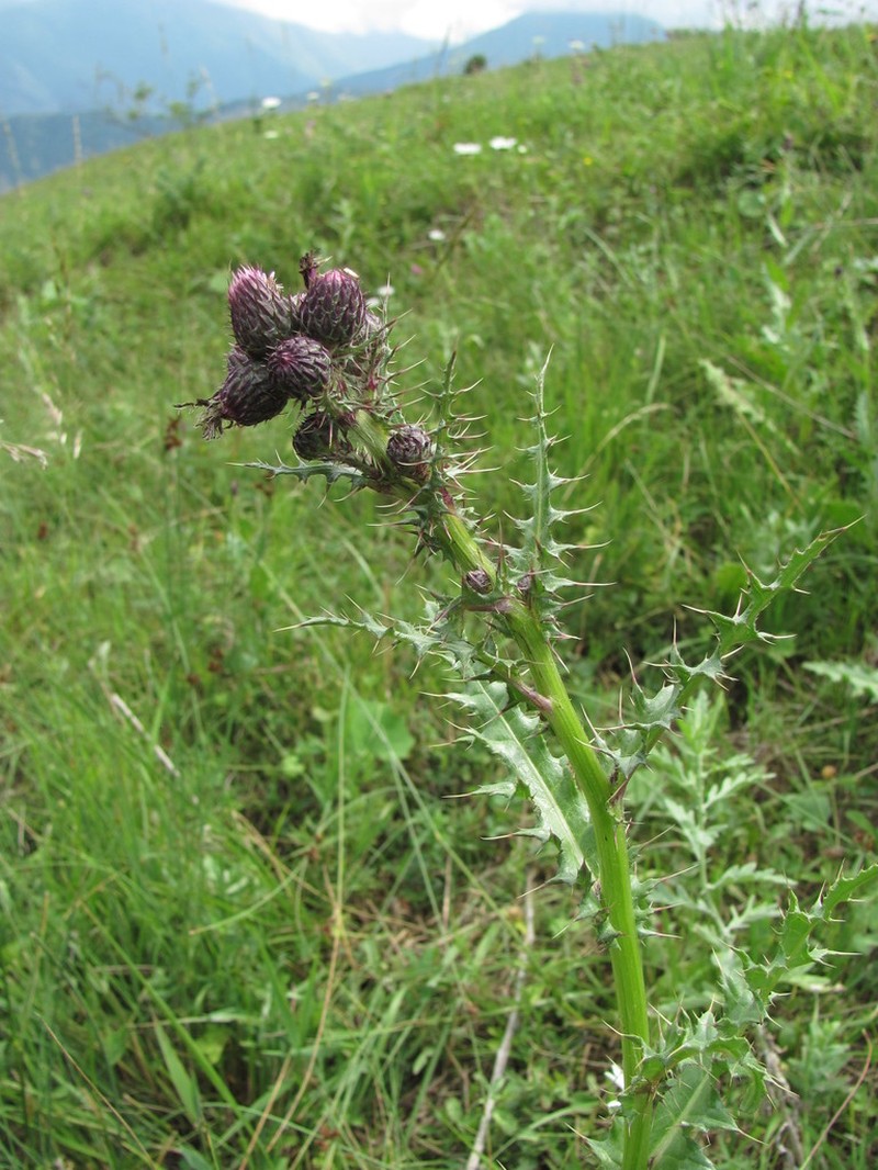 Cirsium uliginosum photo 3