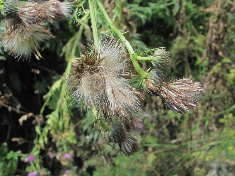 Cirsium uliginosum photo 4