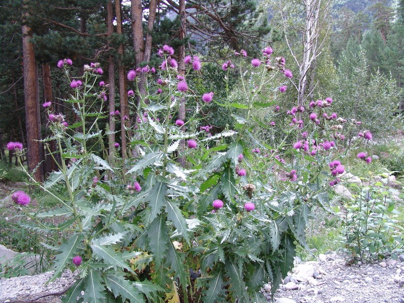 Cirsium uliginosum photo 5