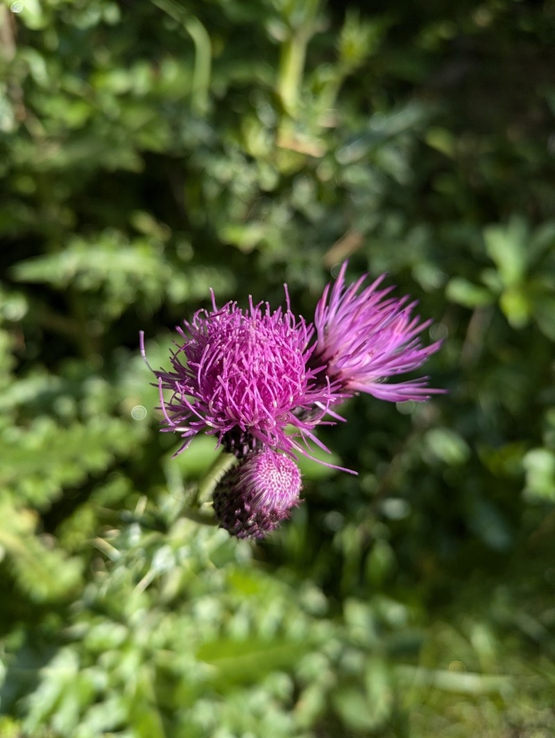 Cirsium uliginosum photo 6