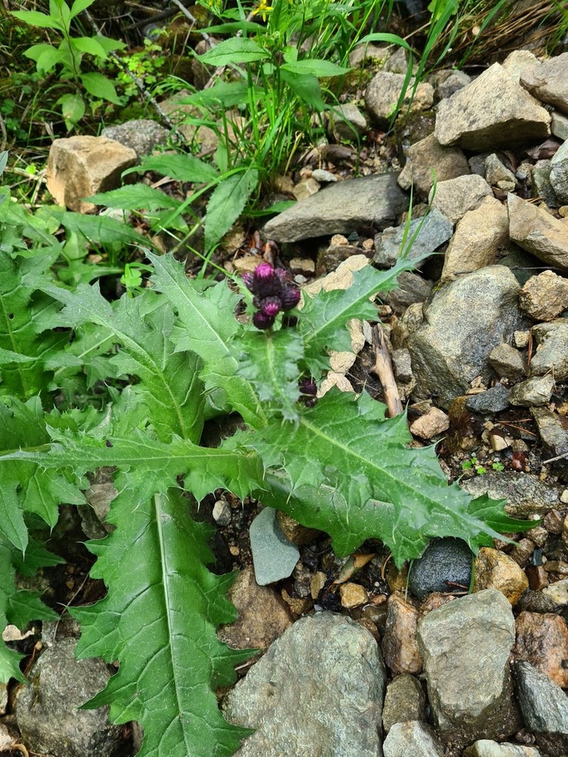 Cirsium uliginosum photo 7