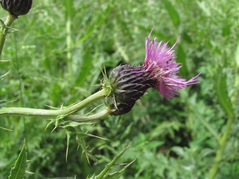 Cirsium uliginosum photo 8