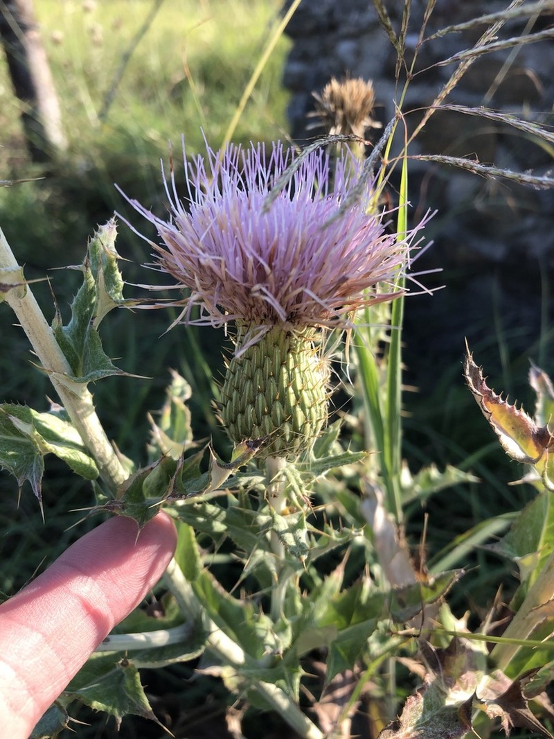 Wavyleaf Thistle