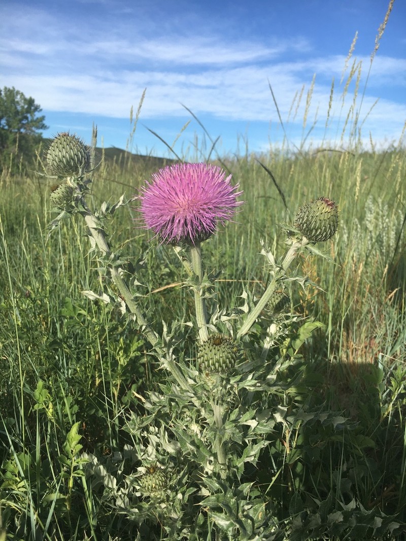 Wavyleaf Thistle photo 2