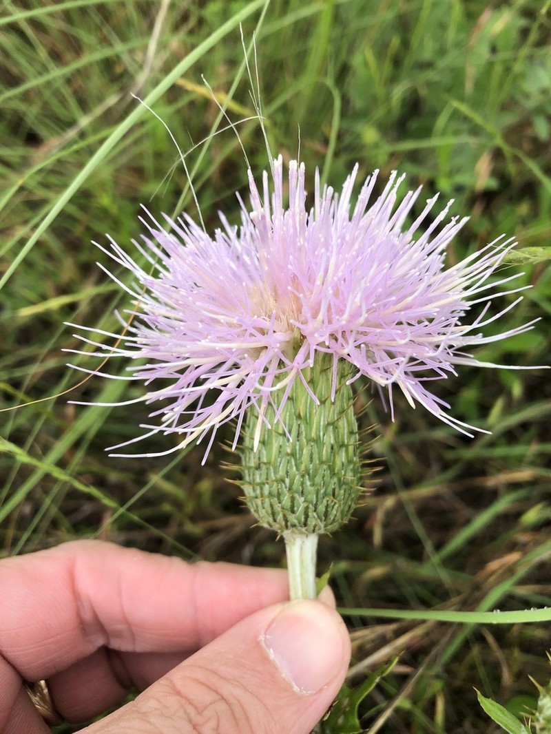 Wavyleaf Thistle photo 4
