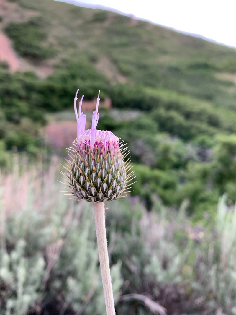 Wavyleaf Thistle photo 5
