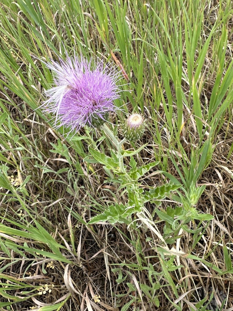Wavyleaf Thistle photo 6
